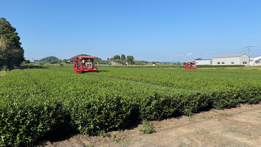 From Japanese Tea Fields to Your Daily Ritual