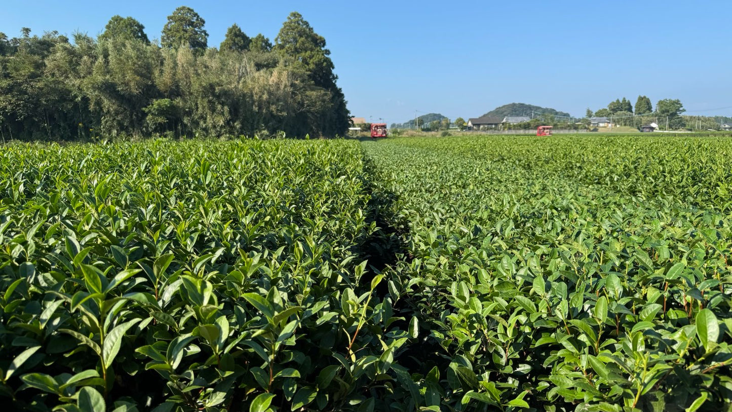 Ayame Ceremonial Matcha